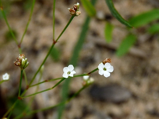 {Stipulicida setacea}